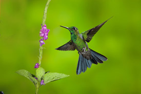 hummer 8